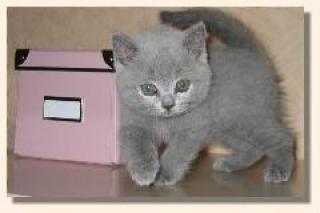 BKH KITTEN IN BLAU UND LILAC