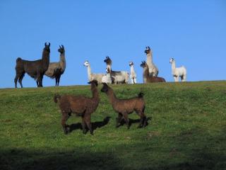 Kaufe Lamas und Alpakas