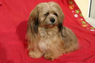 Eine liebevolle lhassa apso zu verkaufen