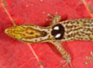 Biete versch. Sphaerodactylus Kugelfingergecko