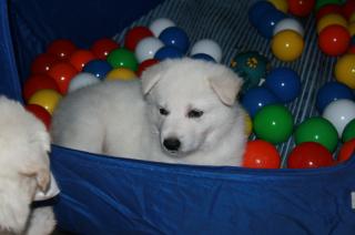 Weisse Schweizer Schäferhund Welpen.