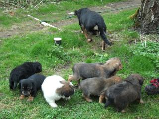 6 Dackel - Terrier Mischlinge