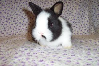 Zwer Angora Kaninchen Hasen Weiß und Schwarz-Weiß