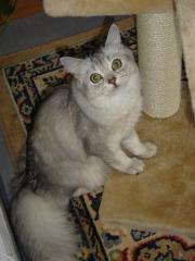 Suche Deckkater Perser Chinchilla