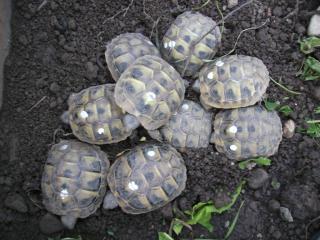 Griechische Landschildkröten Thb, NZ 2021