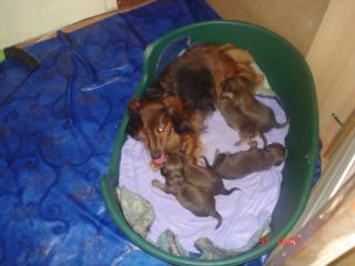 Hallo unsere süße dackel hündin hat 5 süße babys.