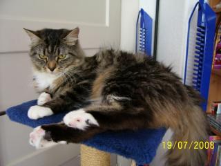 Schöne Maine Coon- Perser- Mix Dame.