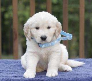 Männlichen und weiblichen Golden Retriever Welpen zu verkaufen