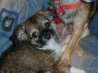 Stubenreiner Chihuahua Rüde Welpe zu verkaufen Langhaar