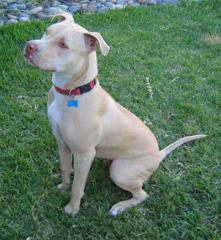 Suche PitBull Mädchen ca. 8w. mit sehr hellen Fell MIT GUTEN WESEN