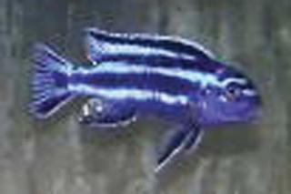 Barsche zu verkaufen 3 Melanochromis Johannii