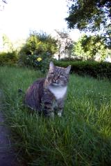 Hübscher, lieber kater abzugeben