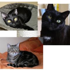 Katzensitter Raum Düsseldorf - Köln 40764