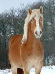 Suche Beistellpferd . wer hat eins