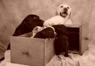 Labrador Retriever Welpen