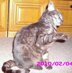 Verschenke sehr schöne hauskatze