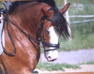 Bieten eine RB an meinem deutschen Reitpony Bochum-Gerthe