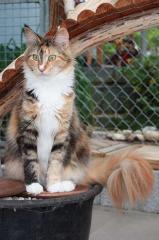 Bambina sucht ein neues Zuhause