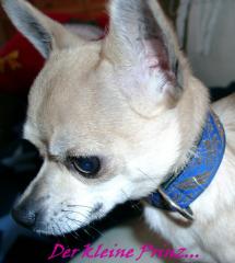 Kurzhaar V1 Chihuahua Deckrüde m. Papieren VDH