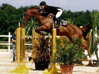 SUCHE Reitbeteiligung
