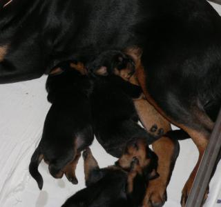 ADRK - Rottweilerwelpen aus Leistungszucht