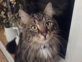 Kater vermisst