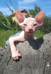 Sphynx canadian
