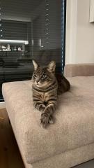 Katze vermisst mit FINDERLOHN