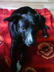Blacky sucht ein neues zu Hause Zubehör