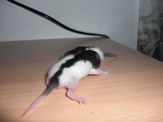 Ratten abzugeben