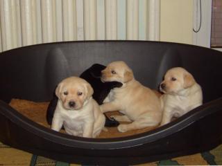 SÜSSE LABRADOR WELPEN