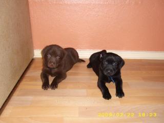 Labrador Welpen