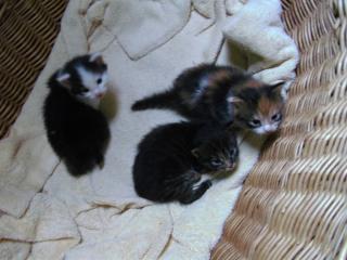 Maine Coon sucht Dosenöffner