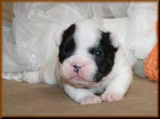 French Bulldog Welpen