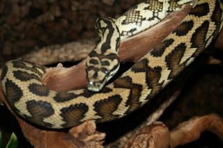 Morelia spilota mcDowelli Sibling 1. 0