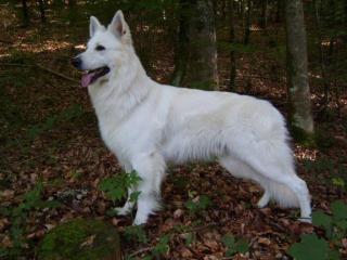 Weißer Schäferhund, Deckrüde