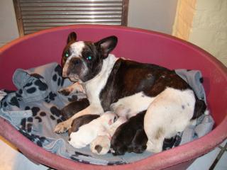 FRANZÖSISCHE BULLDOGGEN WELPEN FRANZÖSISCHE BULLDOGGEN WELPEN