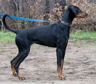 Mylo sucht ein neues zu Hause DRINGEND