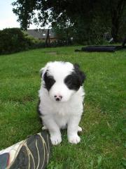 8 süße Border Collie Welpen suchen neues Zuhause