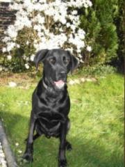 Labrador-Mix sucht neues liebevolles Zuhause
