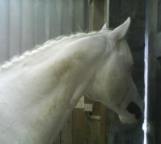 AMERICAN PAINT HORSE- JET-LEO-NOTE