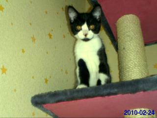 Katzen baby zu verkaufen