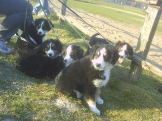 Mini Australian Shepherd Welpen