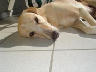 Suche Hundebetreuung