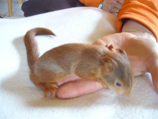 Eichhörnchen