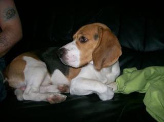 Wunderschöner reinrassiger 1 jähriger Beagle Rüde