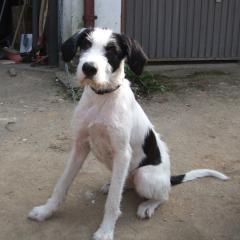 Looney sucht ein Zuhause