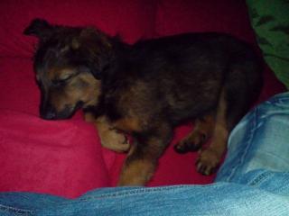 Altdeutscher Schäferhund welpe