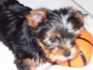 Yorkshire Terrier, 1Rüde, 3 Hündinnen