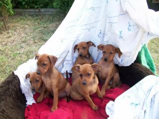 Rehpinscher zu verkaufen